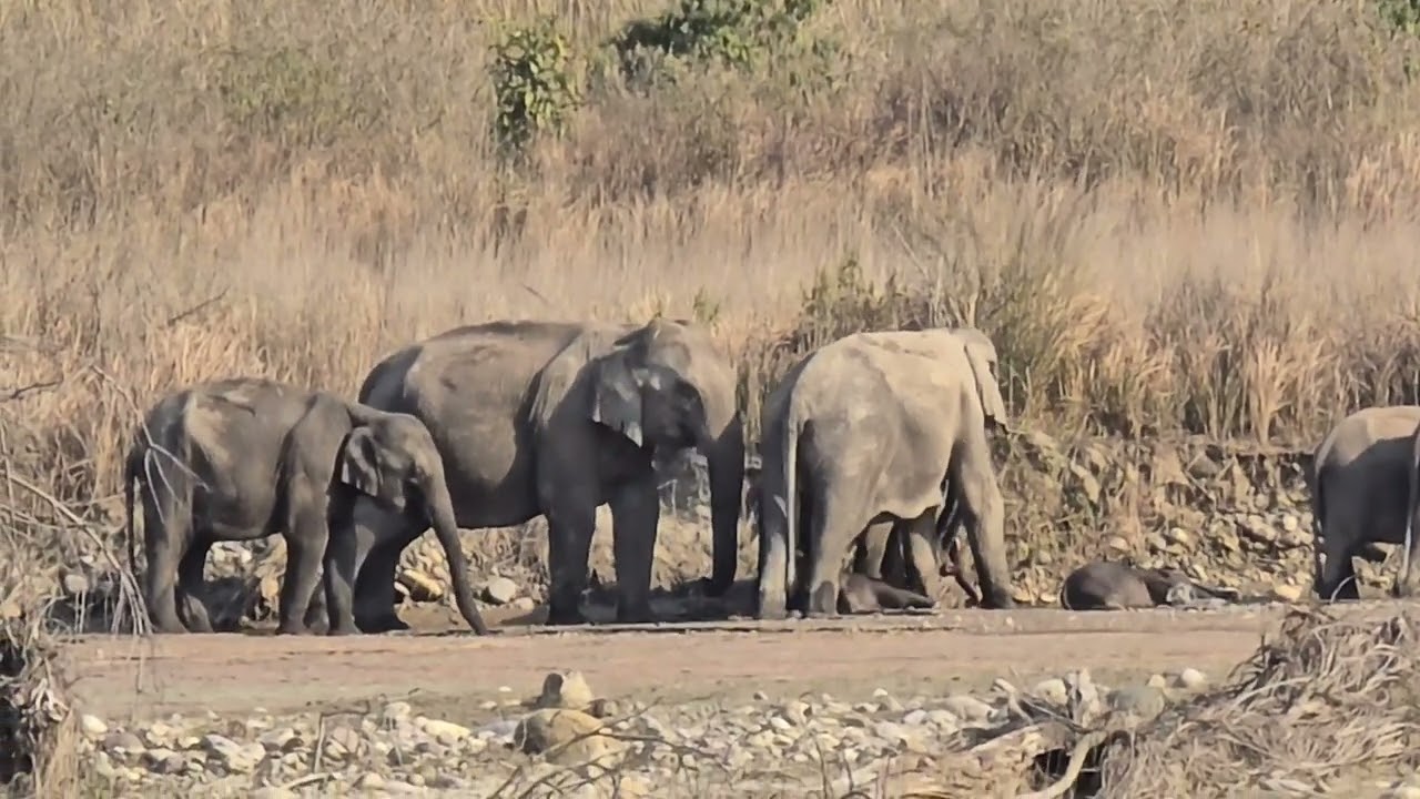 Wild Elephant Eating Salt । Rare Sighting। Open Gypsy Safari In Rajaji National Park । Rajaji Safari