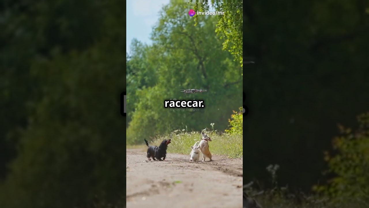 Paws & Play  A Day Out with Doggos!