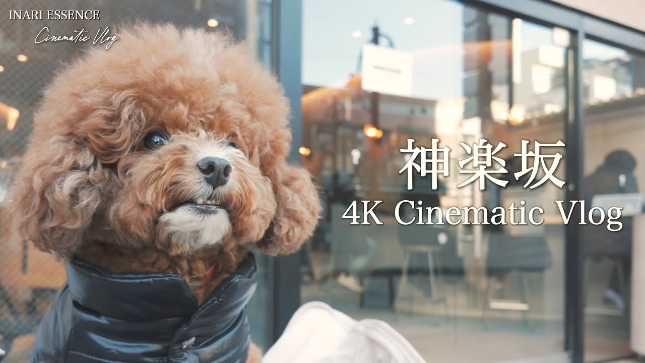 【4K Cinematic Vlog】神楽坂さんぽ｜愛犬と人気のドーナツ店｜絶景カフェでお茶｜30代 独身 × トイプードル いなり