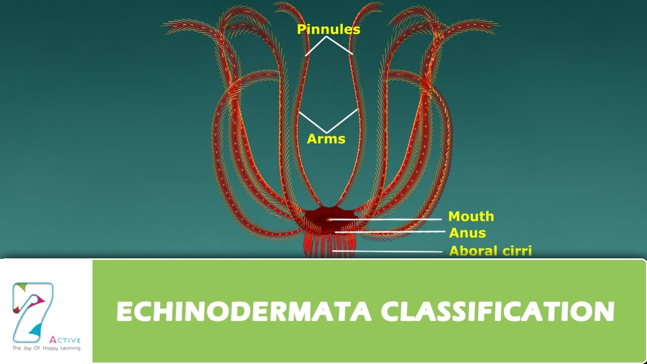 ECHINODERMATA CLASSIFICATION