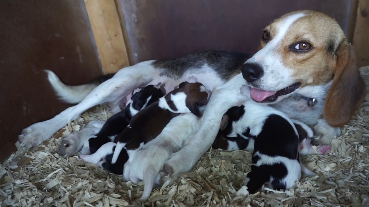 Proud Beagle momma DOTTIE DAWG and her 3 day old beagle puppies!