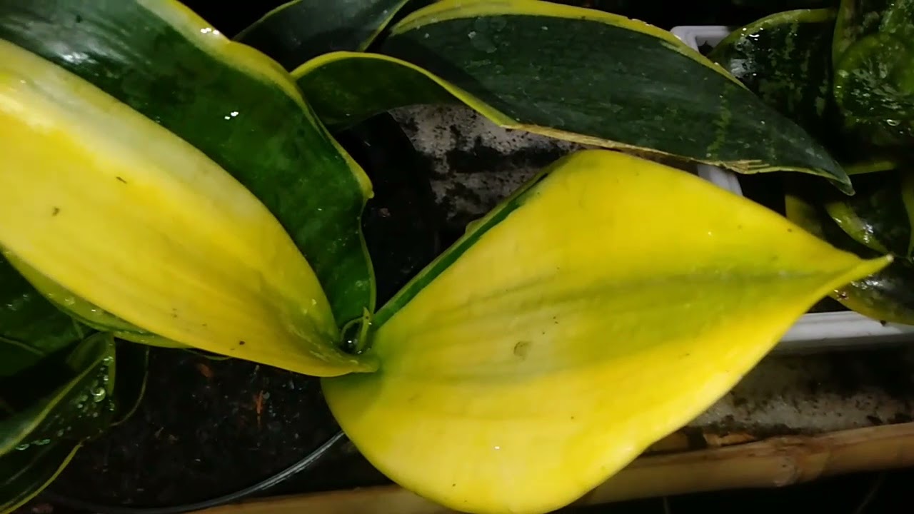3 jenis mutasi sansevieria