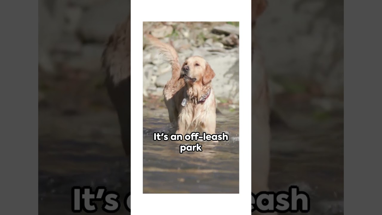 Pawsome Austin: Top 5 Dog-Friendly Spots 