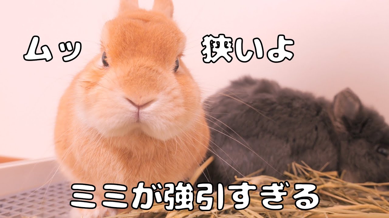 元気いっぱいなミミが強引すぎてムギが不機嫌顔になってしまいました【No.1720】