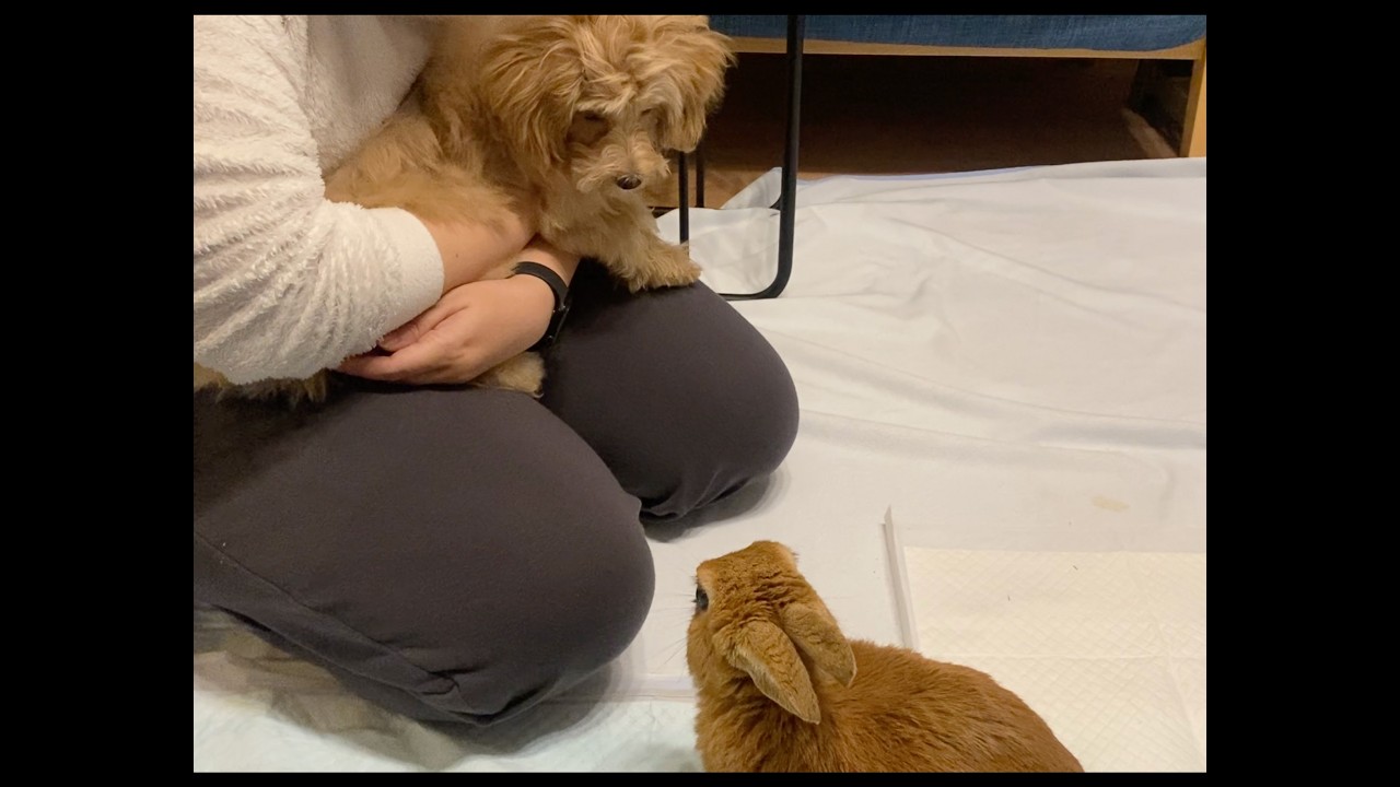 生まれてはじめて犬に会ってみたうさぎ / The rabbit meets a dog for the first time.