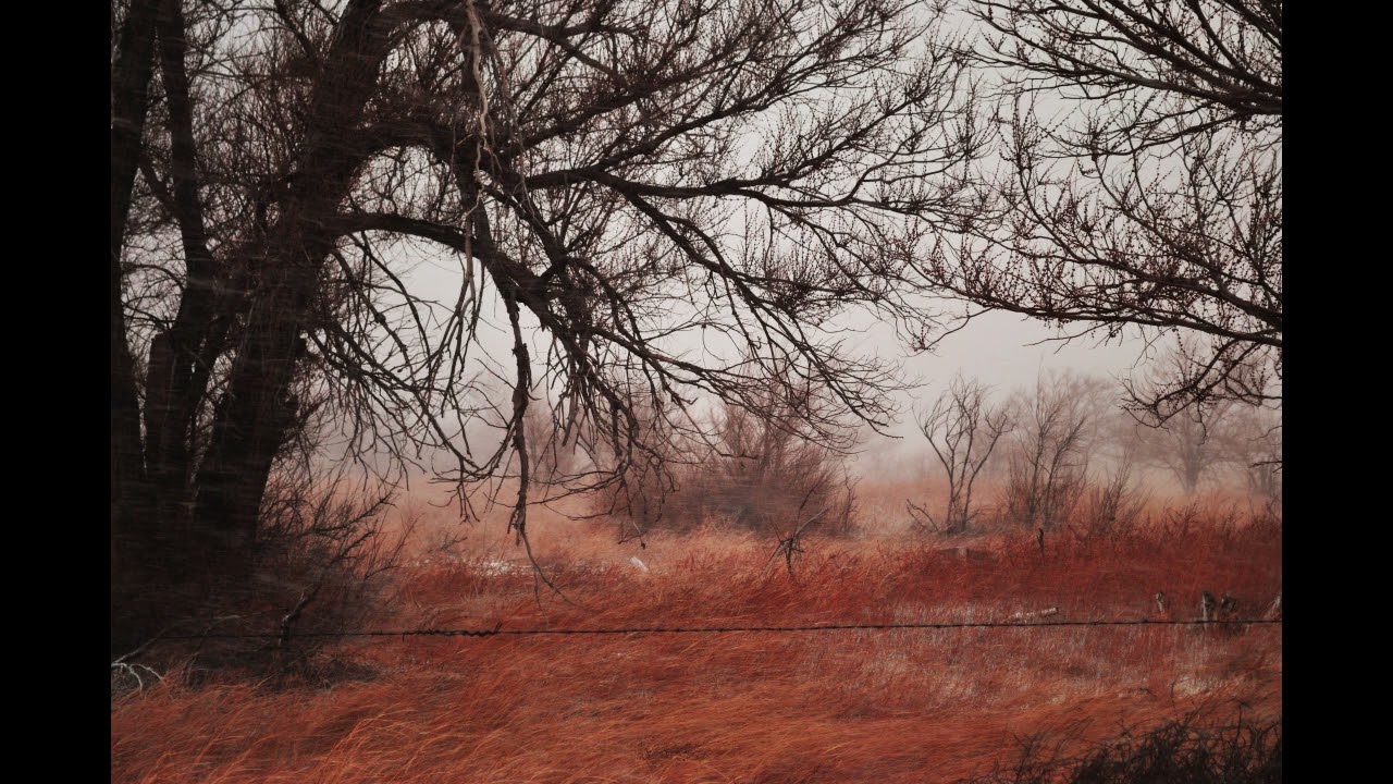 Wind Sound with Outdoor Winter Tree Photography