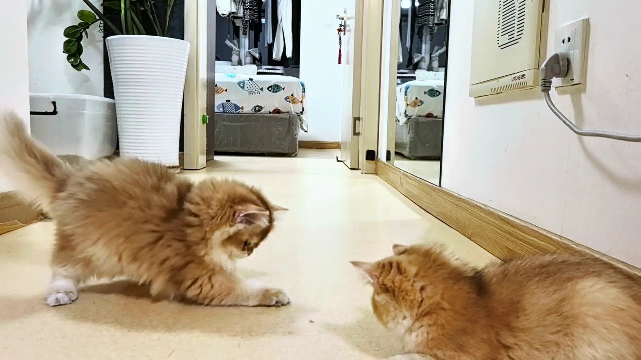 Relaxing Cat TV - 10 Minutes of 4 Cute Kittens Playing & Eating天翻地覆#Kittens#CatTV#RelaxingCats#Kitte