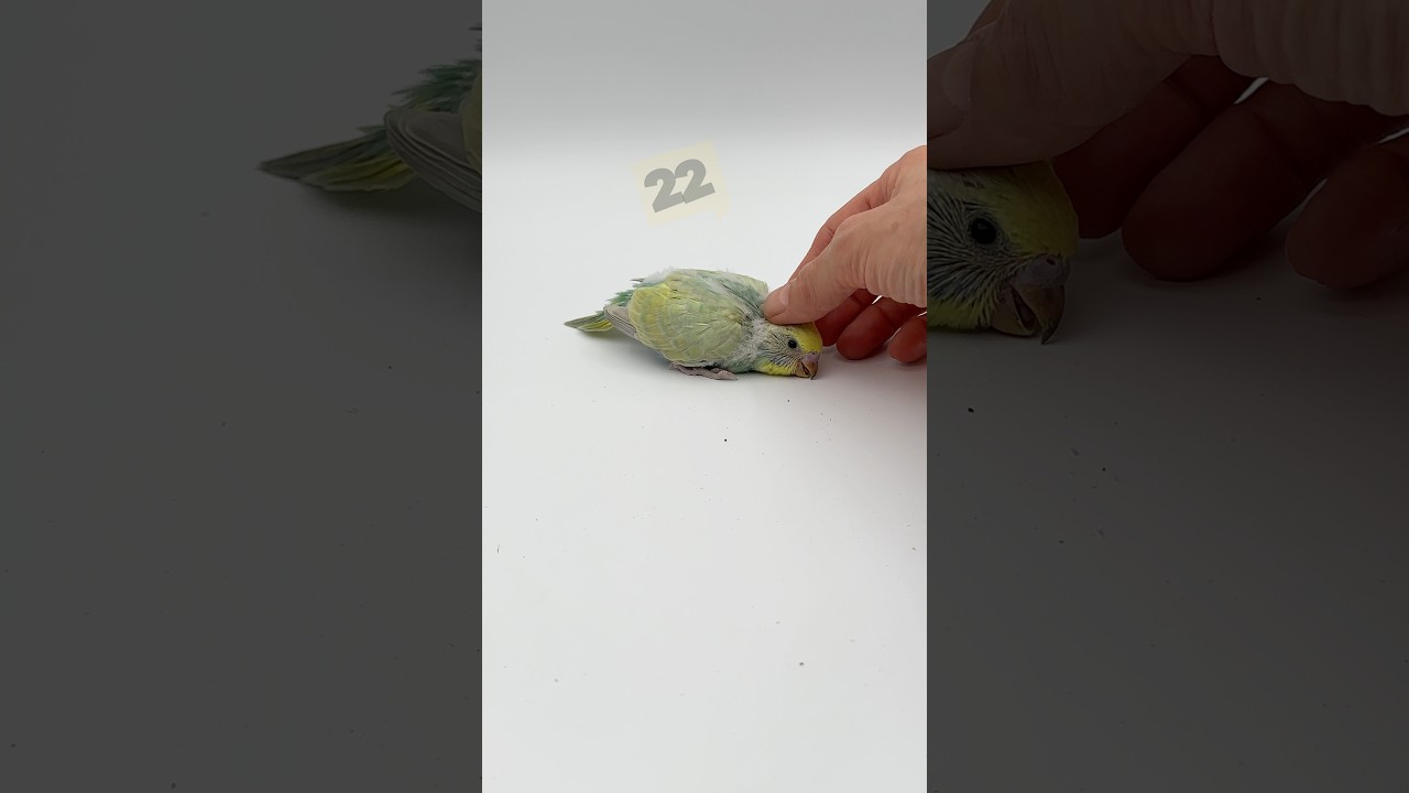 Yeni yılın en güzel yavru Muhabbet kuşu #birds #2026 #happy