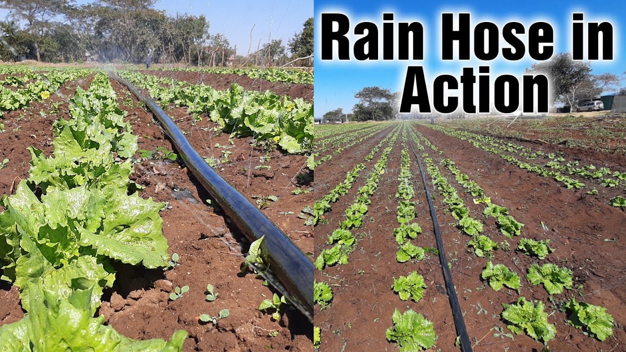 Rain Hose: Very Effective irrigation system for Leafy Vegetables