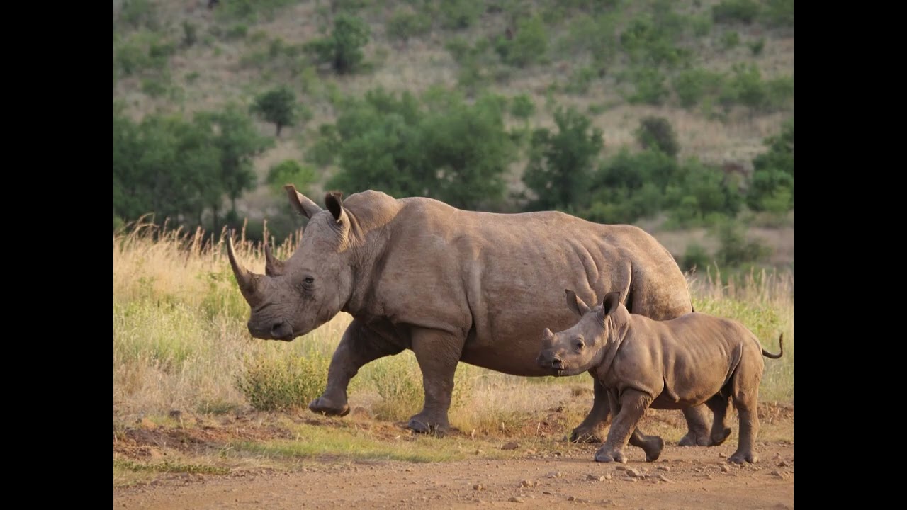 Just one touch - South Africa shall be saved