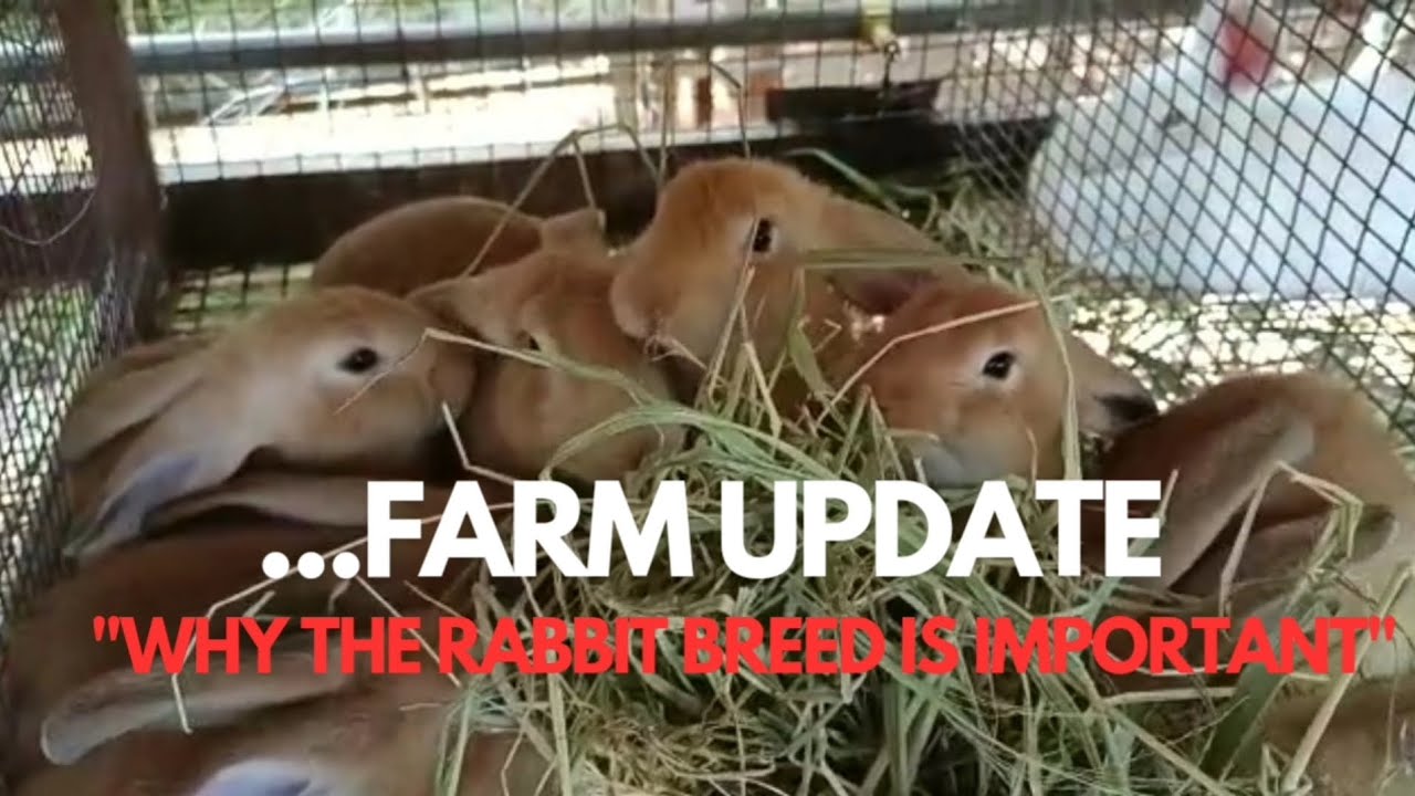 Why Rabbit breeds are important #acerabbitfarms