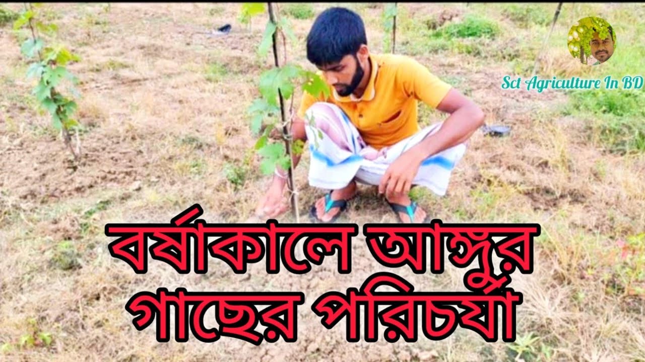 বর্ষাকালে আঙ্গুর গাছের পরিচর্যা ( Grape tree care during the rainy season)