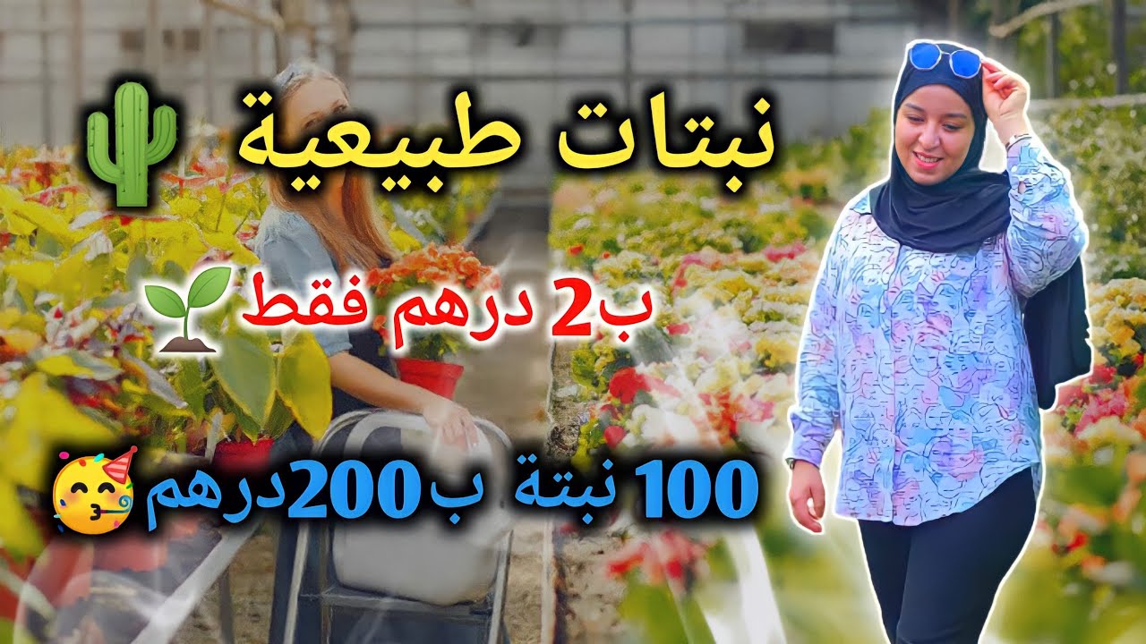 نبتات طبيعية 🌵🪴2 درهم فقط🌱100 نبتة ب200درهم🥳جميع أنواع نبتات عندهم🥰ديال ظل و الشمس و ديكور😍