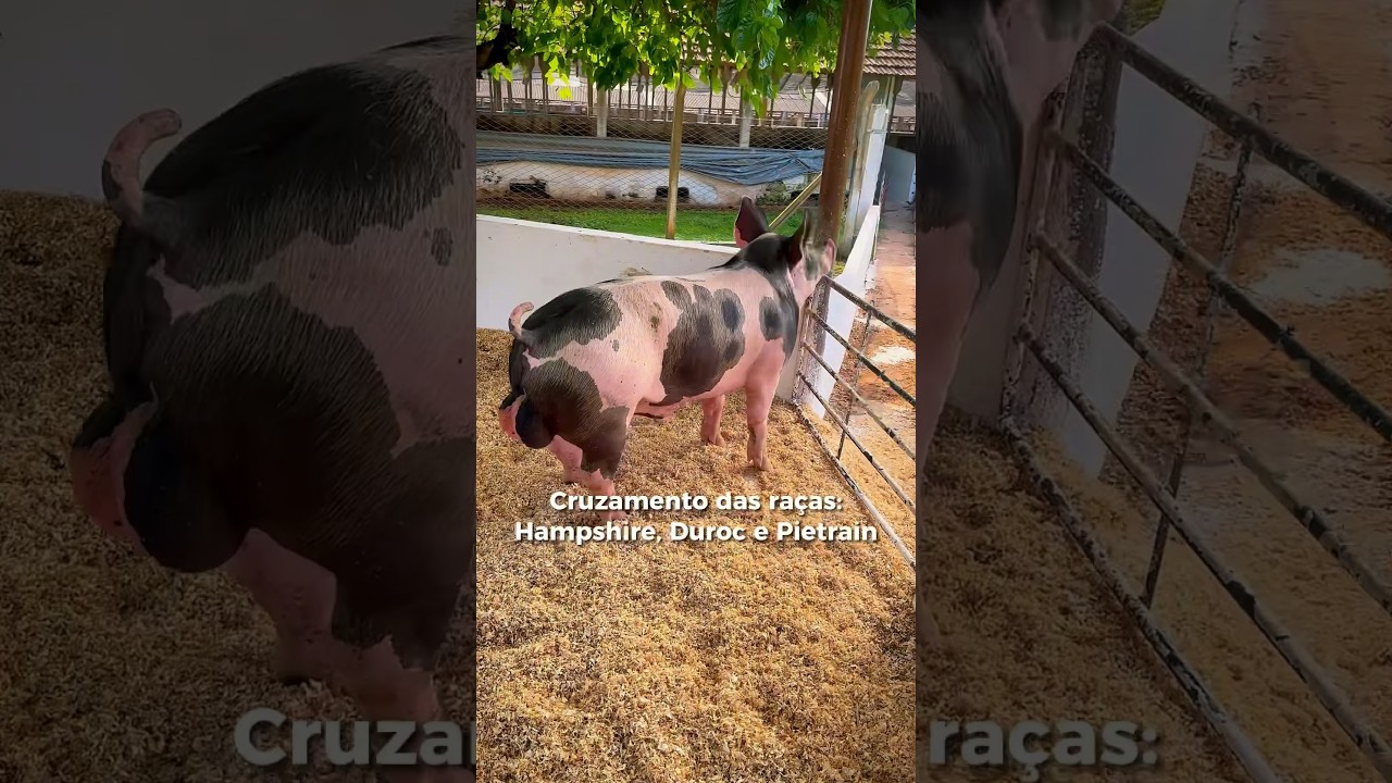 Robuster, animal h&iacute;brido, desenvolvido pela da Granja Peru de Su&iacute;nos 🐽🐷Invista em qualidade #porco