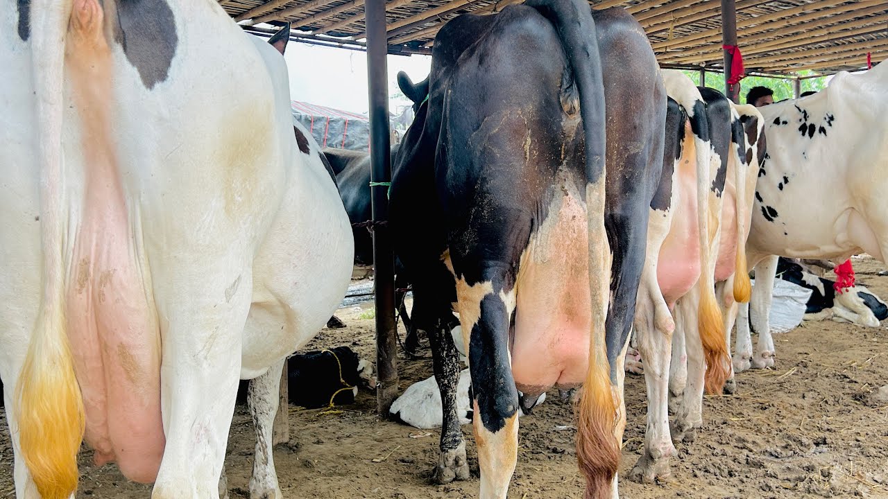 7.9.2025 देखो पंजाब की पशु मंडी डबवाली का एचएफ गाय का न्यू वीडियो/biggest cow market mandi dabwali 