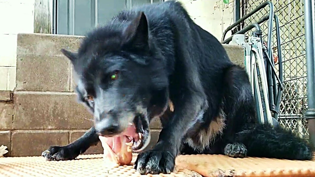 Feeding RAW Food To Dog Over 100lbs. - K9 Mukbang