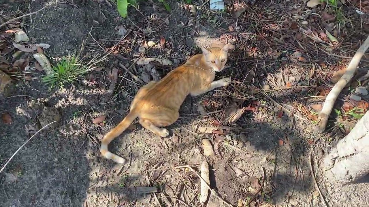 Uma linda manhã alimentando os peixes 