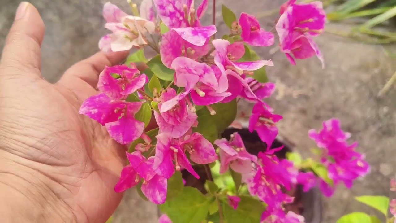 Thai varieties വെറും 50 രൂപ റമദാൻ പ്രമാണിച്ച്🥰🥰👍🏽