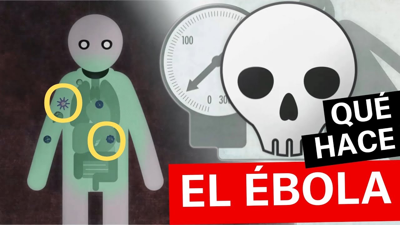 ¿Qué es el virus del Ébola? Síntomas y cómo se contagia