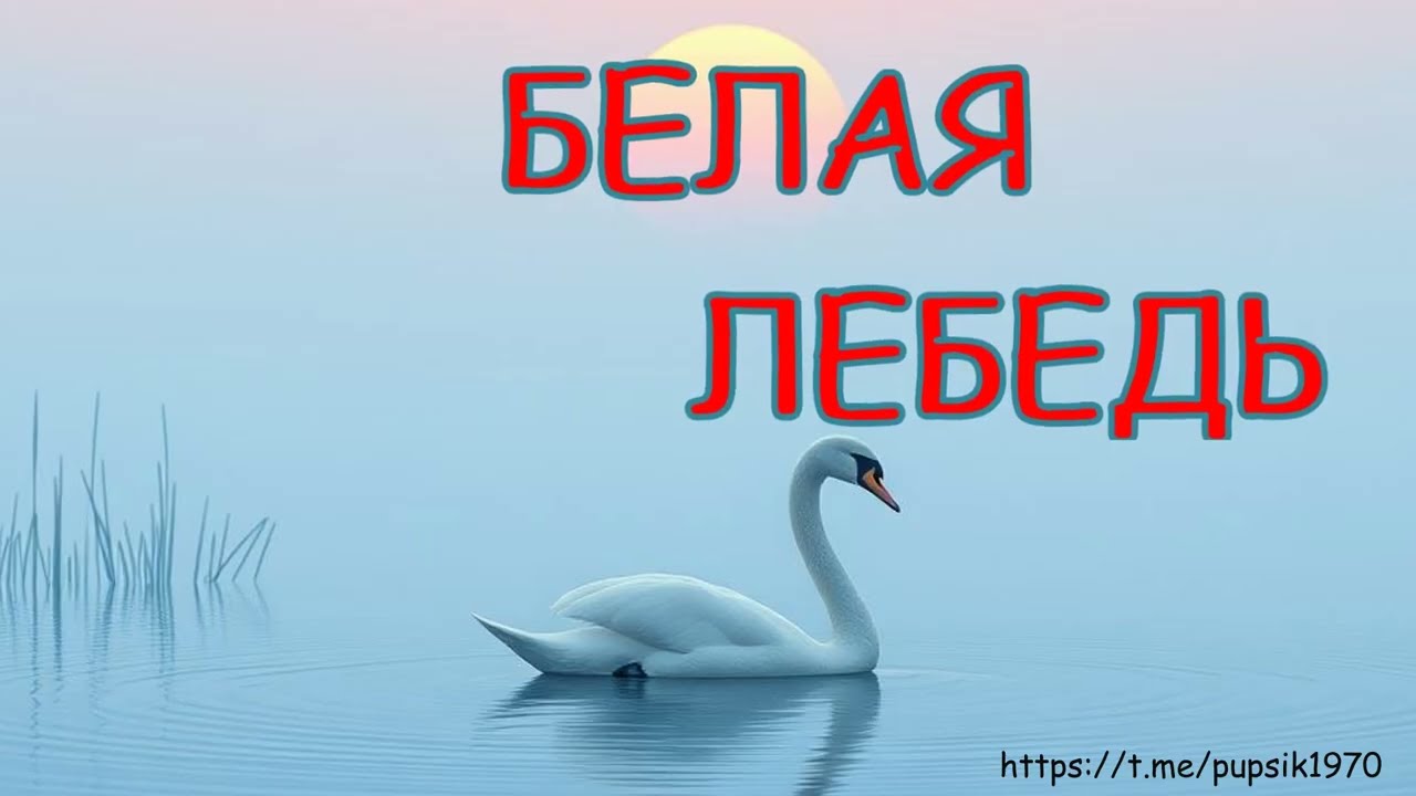 Лебедь белая