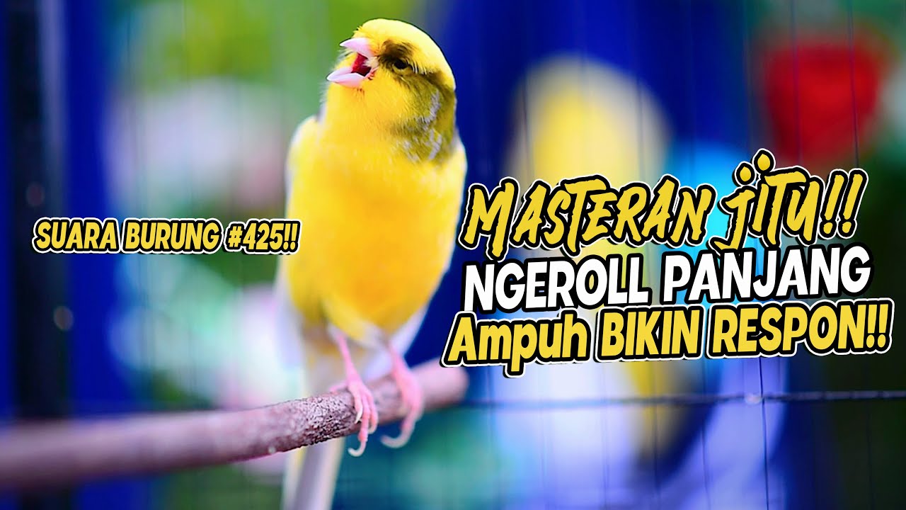 SUARA BURUNG |425| Kenari GACOR PANJANG INI Cocok untuk Masteran KENARI PAUD dan Kenari Macet BUNYI