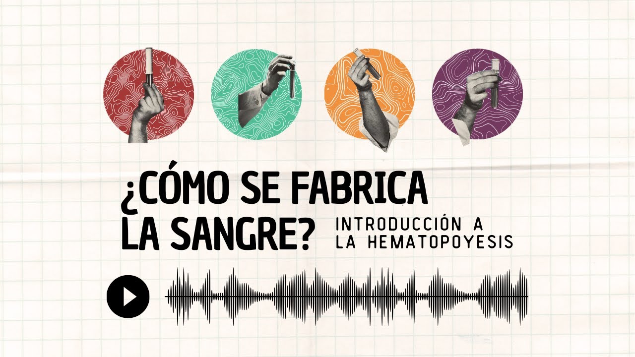 ¿Cómo se fabrica la sangre?: Introducción a la hematopoyesis