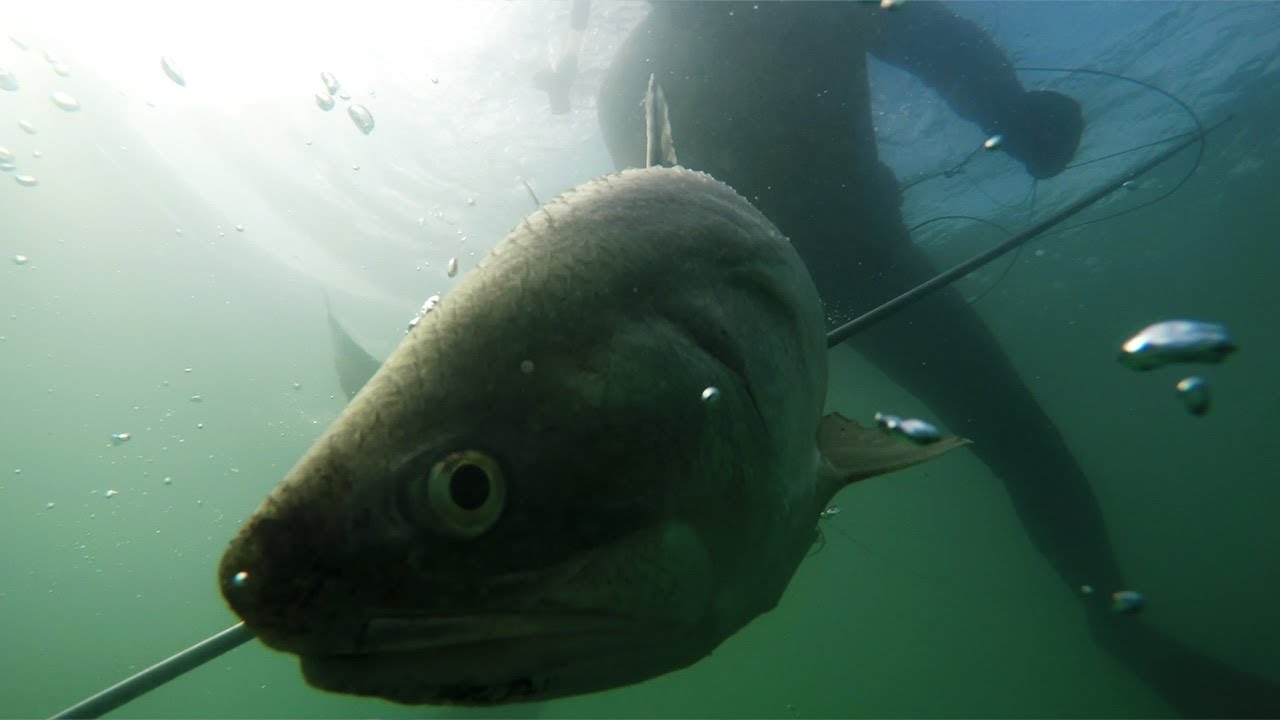 MASSIVE King Threadfin Salmon & Barramundi spearfishing camping trip + catch and cook