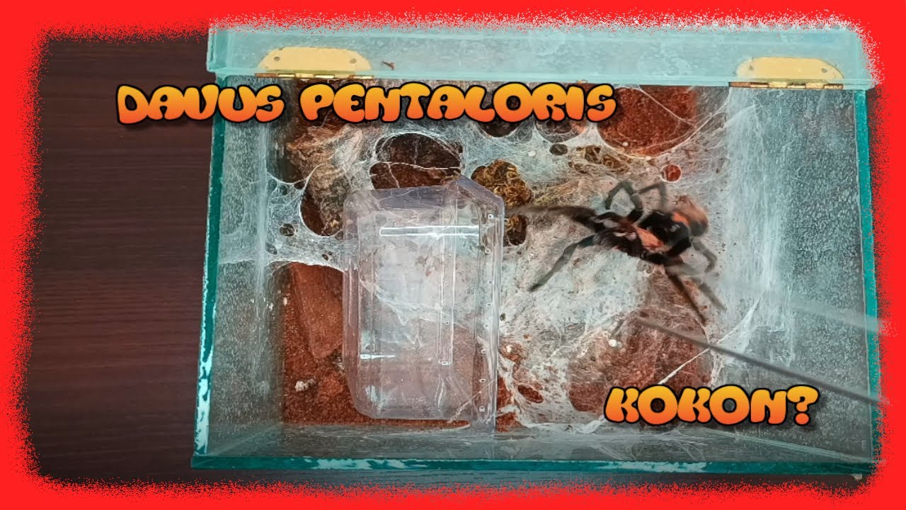 Davus fasciatum samica po kopulacjach!!! | Remont? | #spider #terrarystyka #zwierzęta