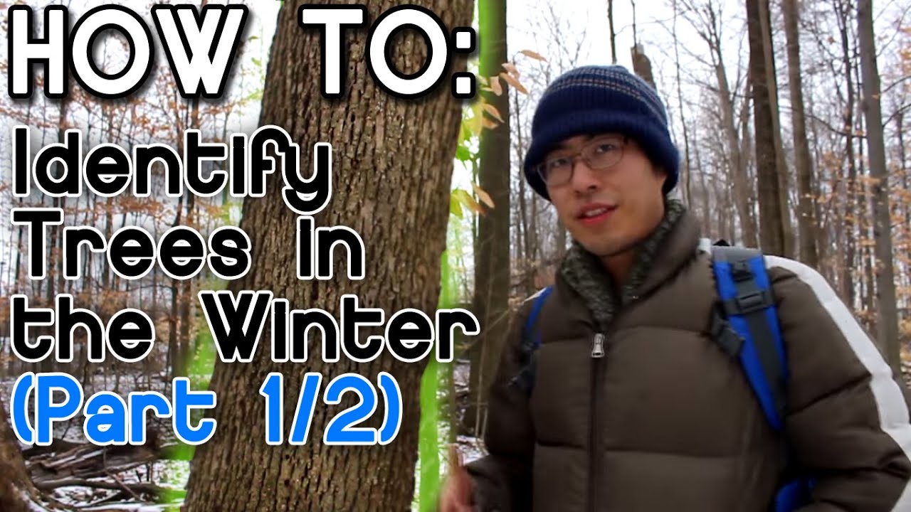 How to Identify Trees in the Winter (Part 1)