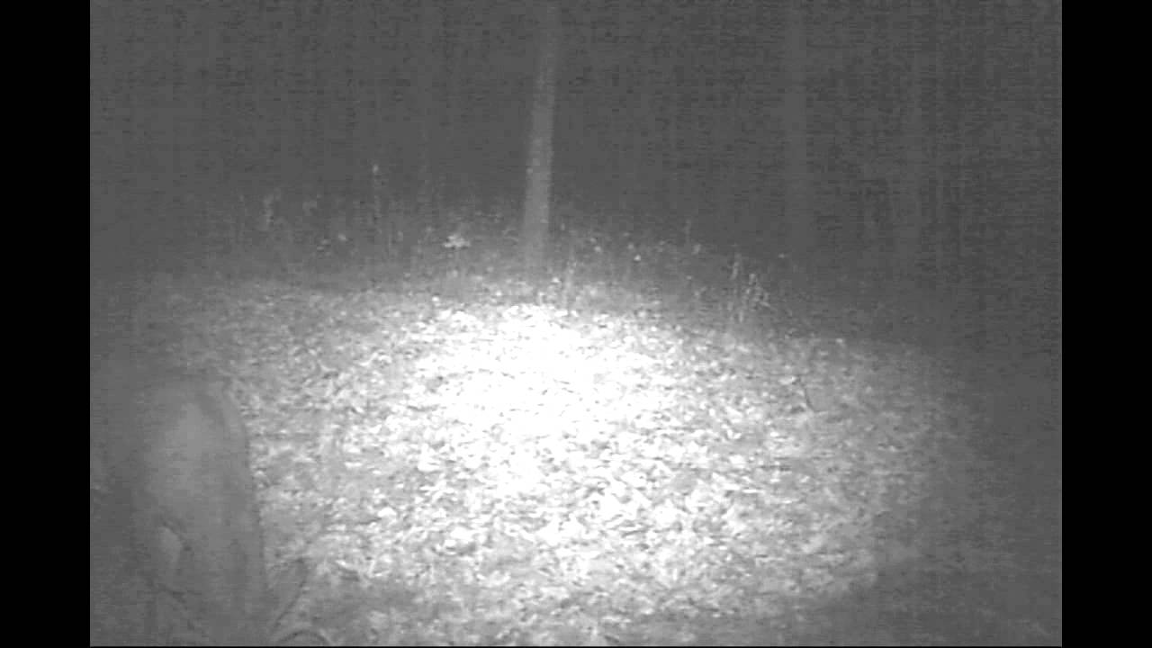 Effects of Antler Point Regulations?