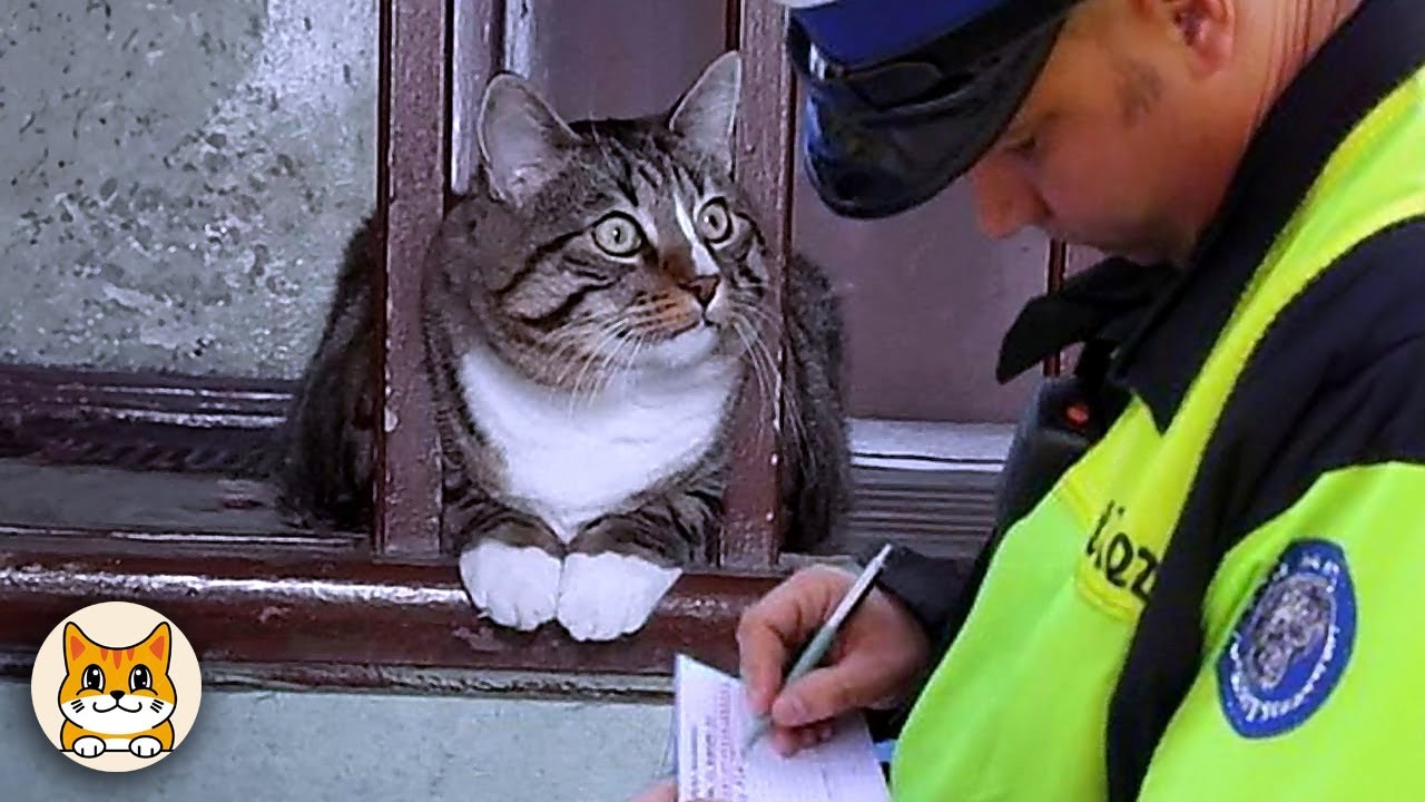 Самые ДРАМАТИЧНЫЕ коты на свете! 😂 Забавная подборка котов