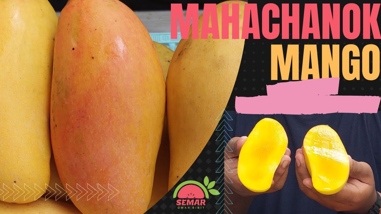 MANGGA PELANG|MAHACHANOK MANGO ||SUPER HARUM||EKSOTIS||SEGAR & MANISSS!!