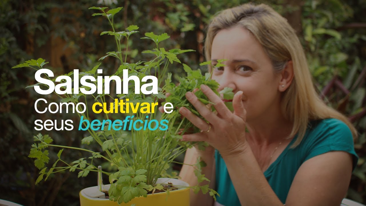 Como cultivar a salsinha e seus benefícios