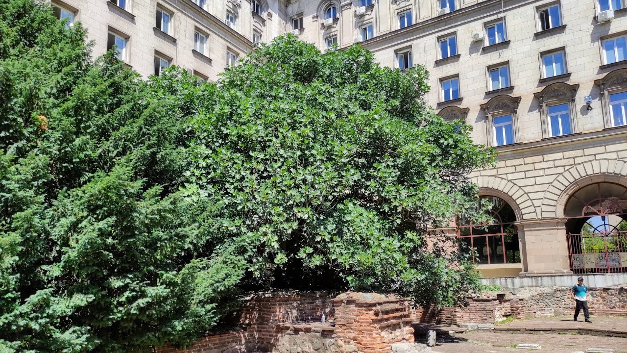 Старейшее фиговое дерево (Ficus carica) в древнеримском городе София.