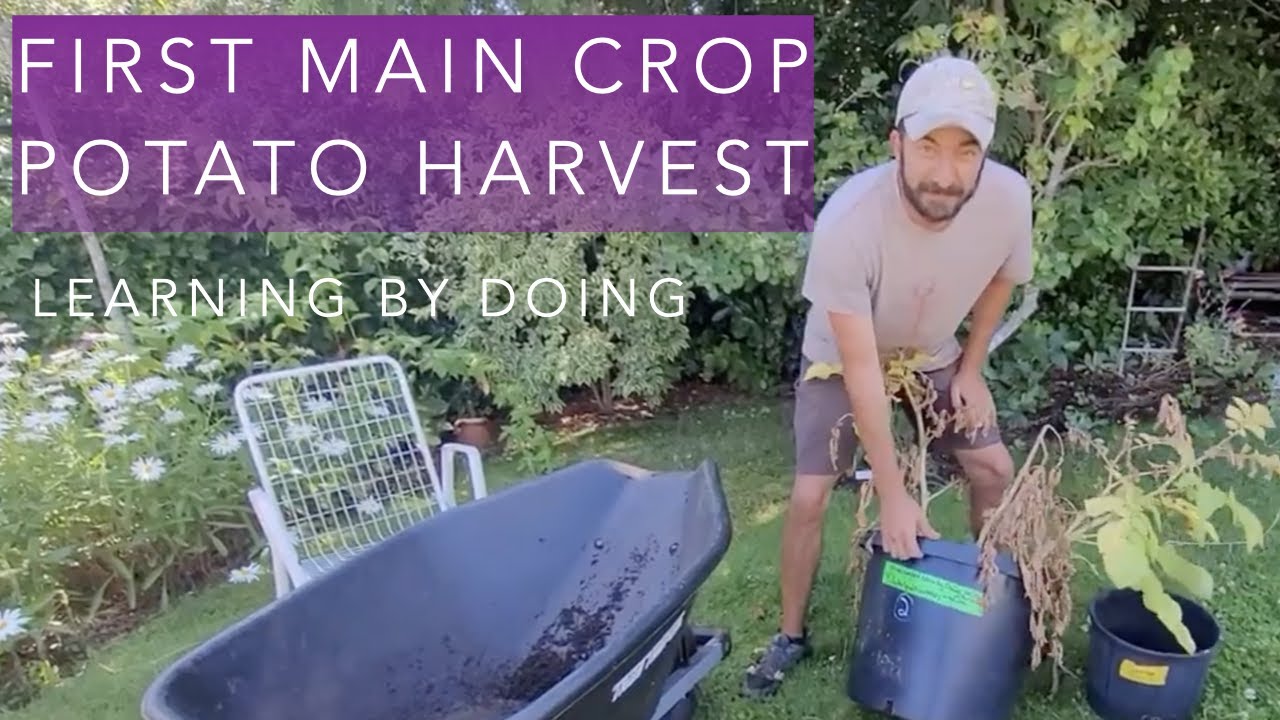 First Main Crop Potato Harvest