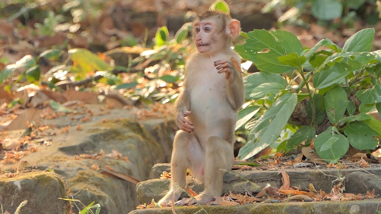 Angella's Heartfelt Welcome: The First Act for New Abandoned Monkey in Sovanna