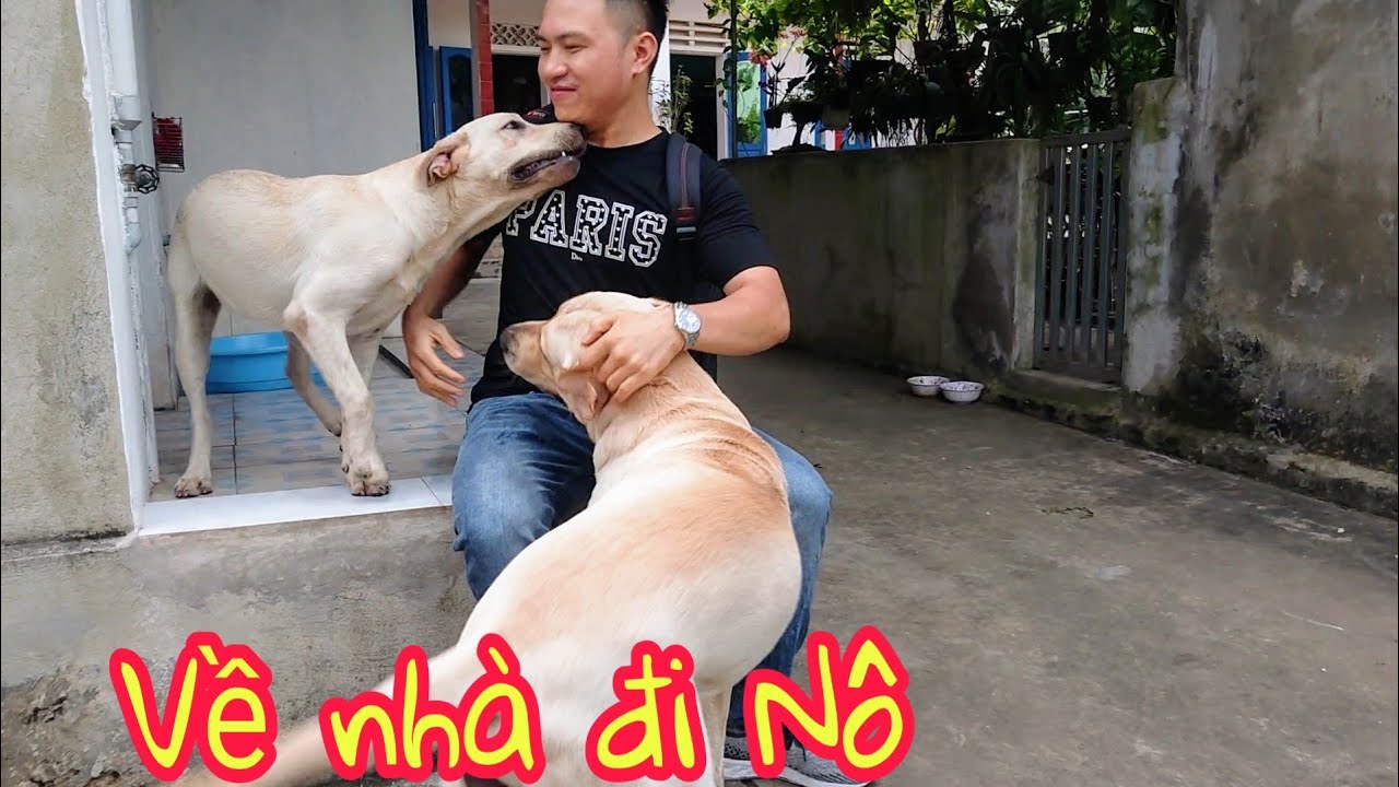 Về nhà đi Nô - Gặp lại Kim Chi Củ Cải sau 2 tuần xa cách | Dogs meet owner after 2 weeks