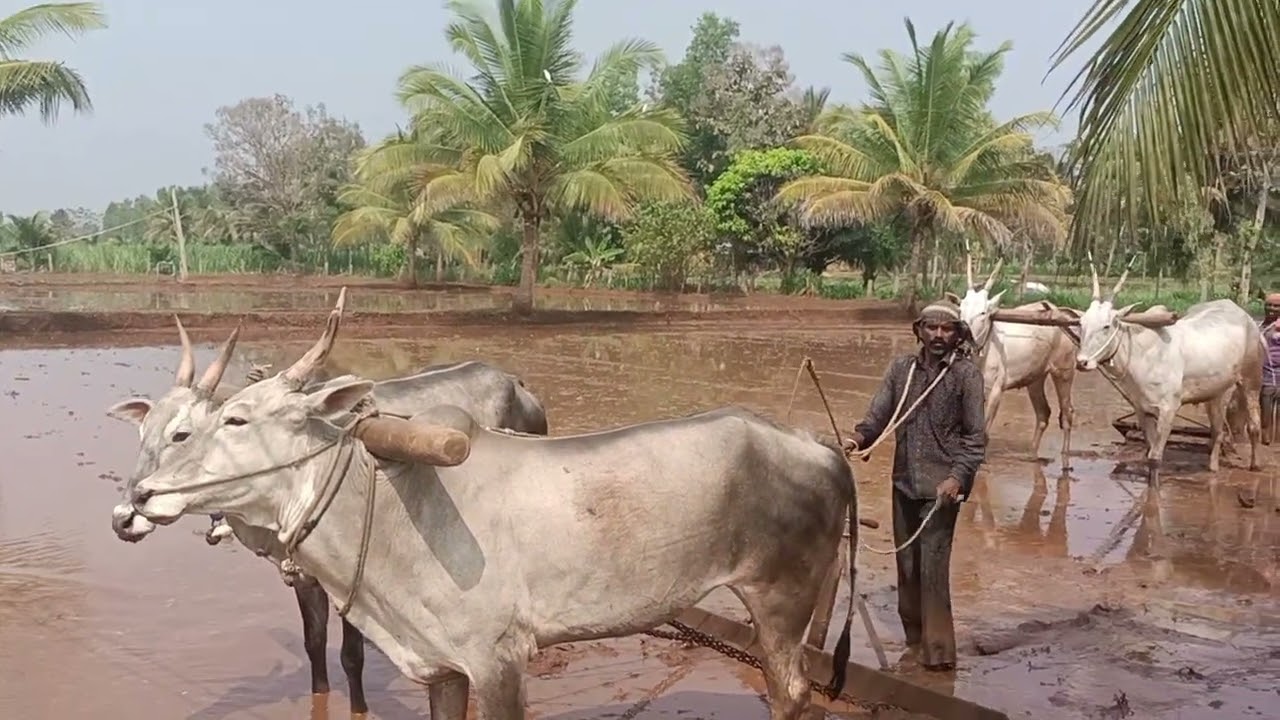 Working Hallikar Cow pair in Paddy field of Farmer Shiva Kumar in Mallawalli Taluk, Mandya district 