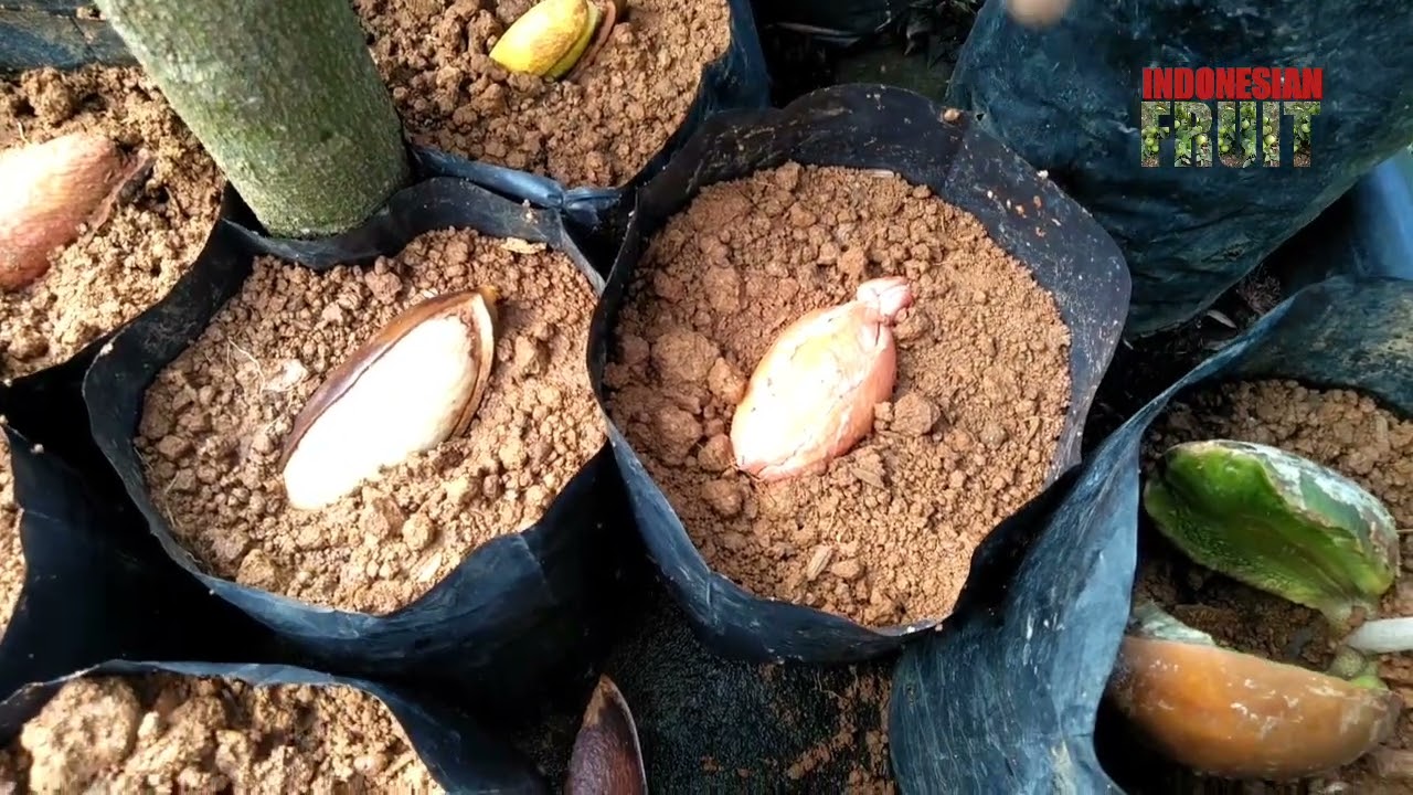 How To Plant Mamey Sapote Seed / Bagaimana Cara Menanam Biji Mamey Sapote