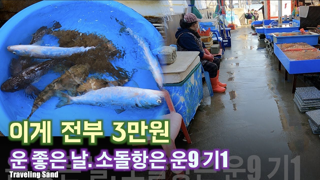 주문진 소돌항 구경 FT. 줄가자미 4만원. Looking around Sodol fish market