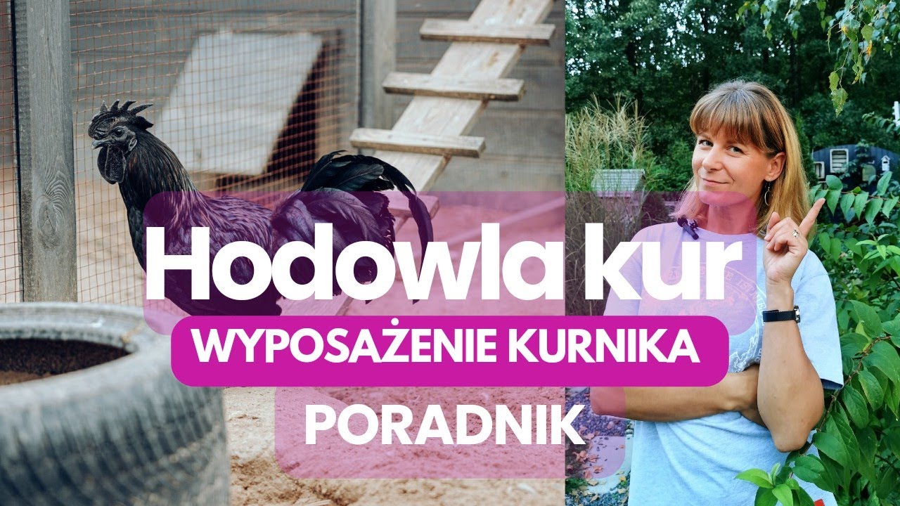Hodowla kur. Poradnik krok po kroku. Wyposażenie kurnika. #kurnik #kury #hodowlakur #kura