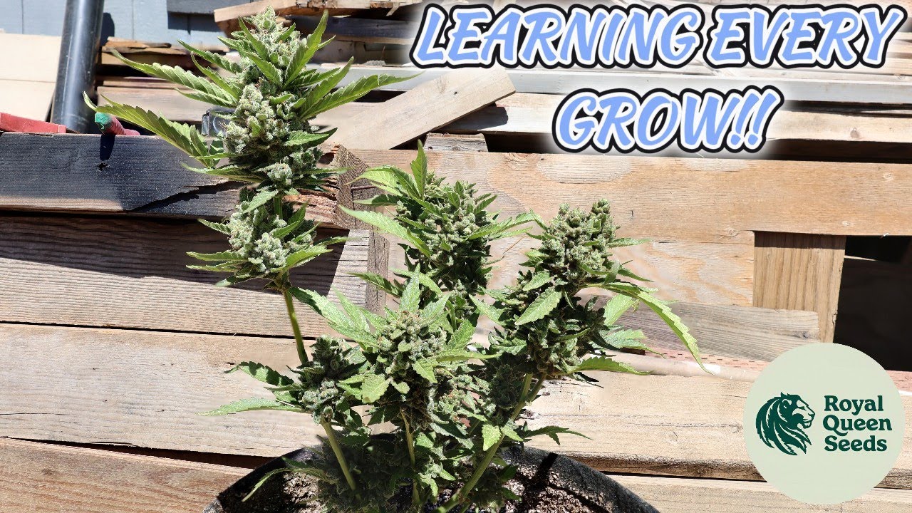 PURPLE QUEEN - ROYAL QUEEN SEEDS - SEED TO HARVEST