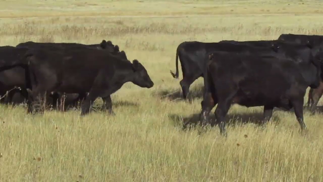 2023 Registered Black Angus Bred Coming 3YO