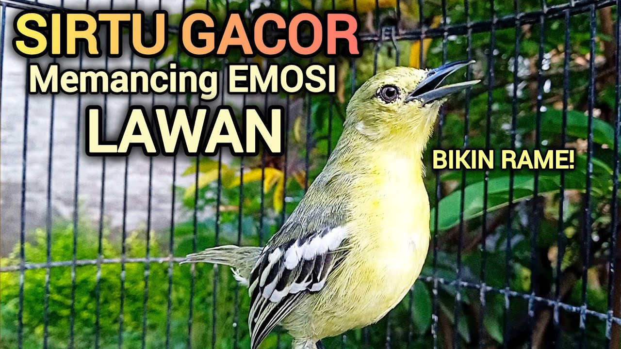 SIRTU GACOR PANDAI MEMANCING EMOSI LAWAN - BIKIN SIRTU GACOR RAME