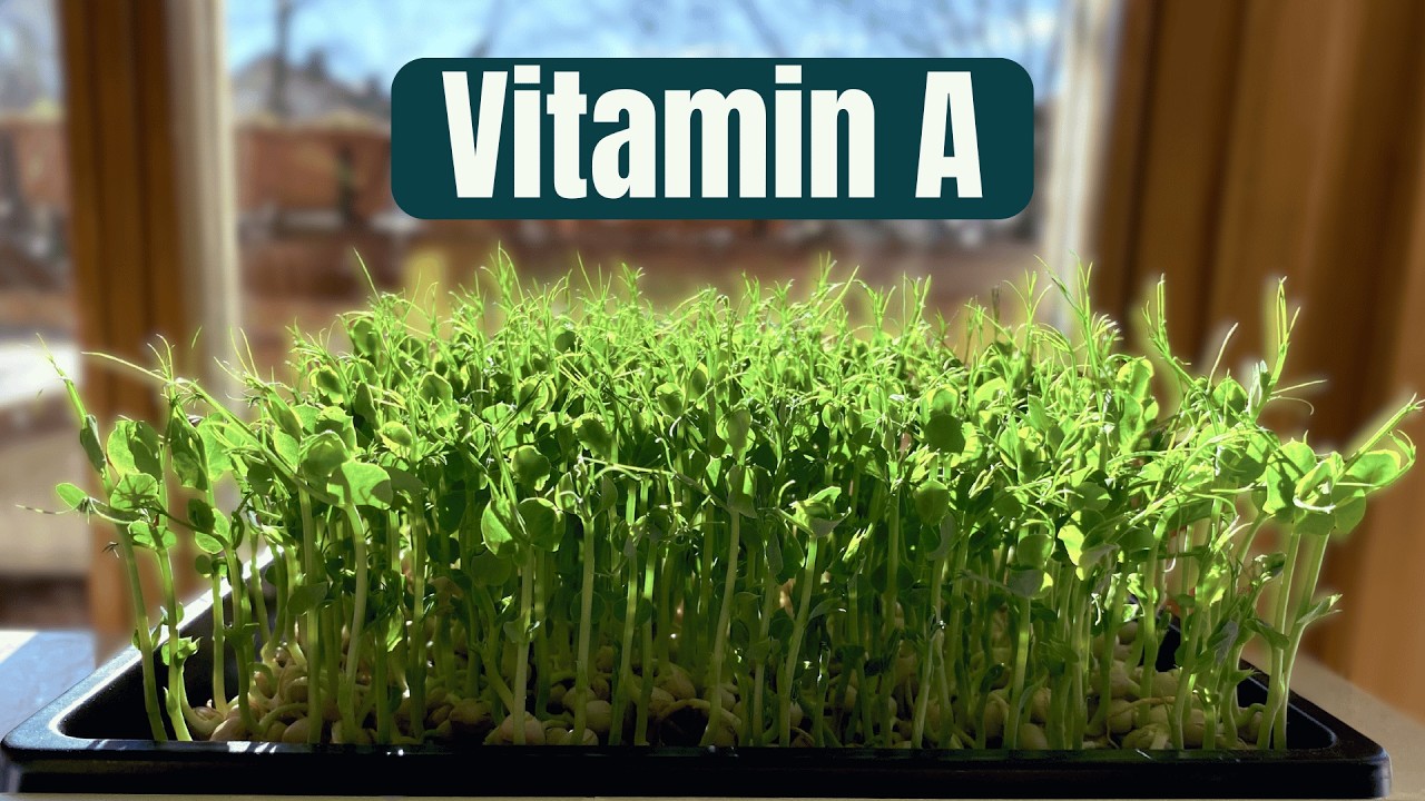 Erbsen-Microgreens – mild wie Zuckerschoten & ganzjährig erntbar