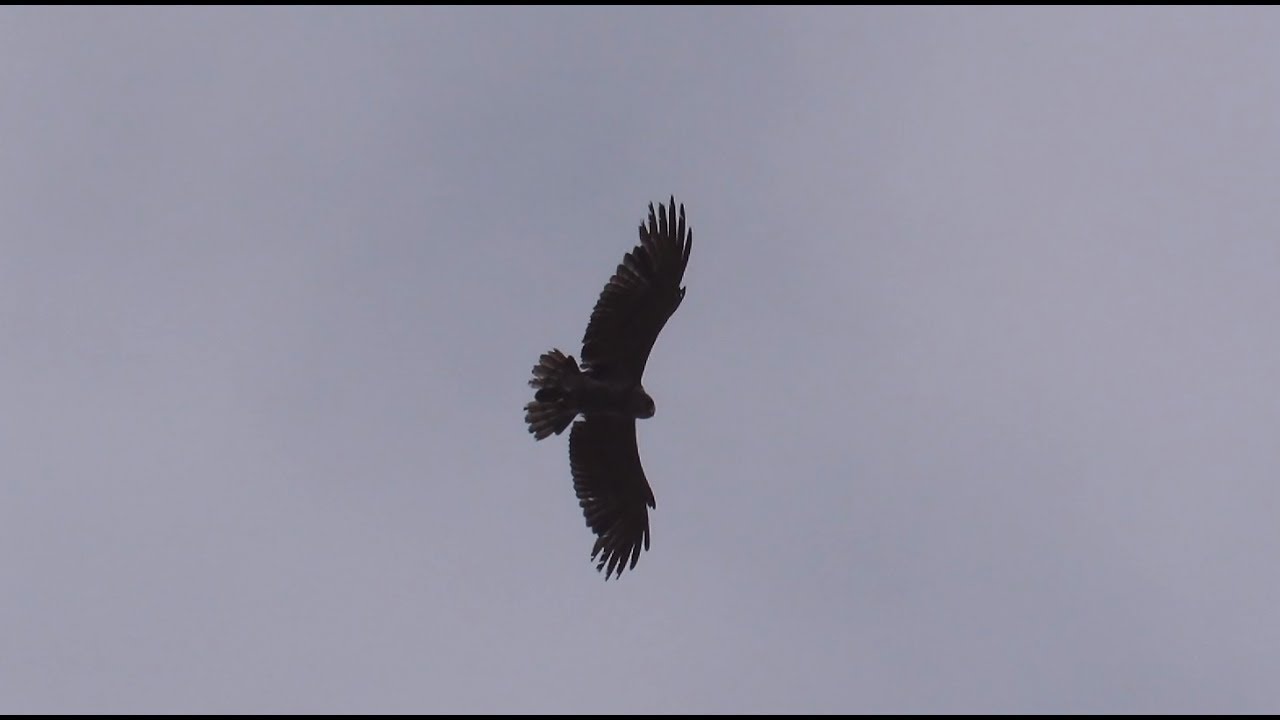 Overhead hovering Short-toed Eagle - Circaetus gallicus - Slangenarend / Brecht - Belgium / 3-7-2017