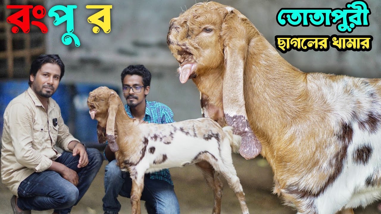 তোতাপুরী ছাগলের খামার রংপুর। তোতাপুরী বাচ্চা। যমুনাপারী ও তোতাপুরী বড় পাঠা কিনুন। Rangpur