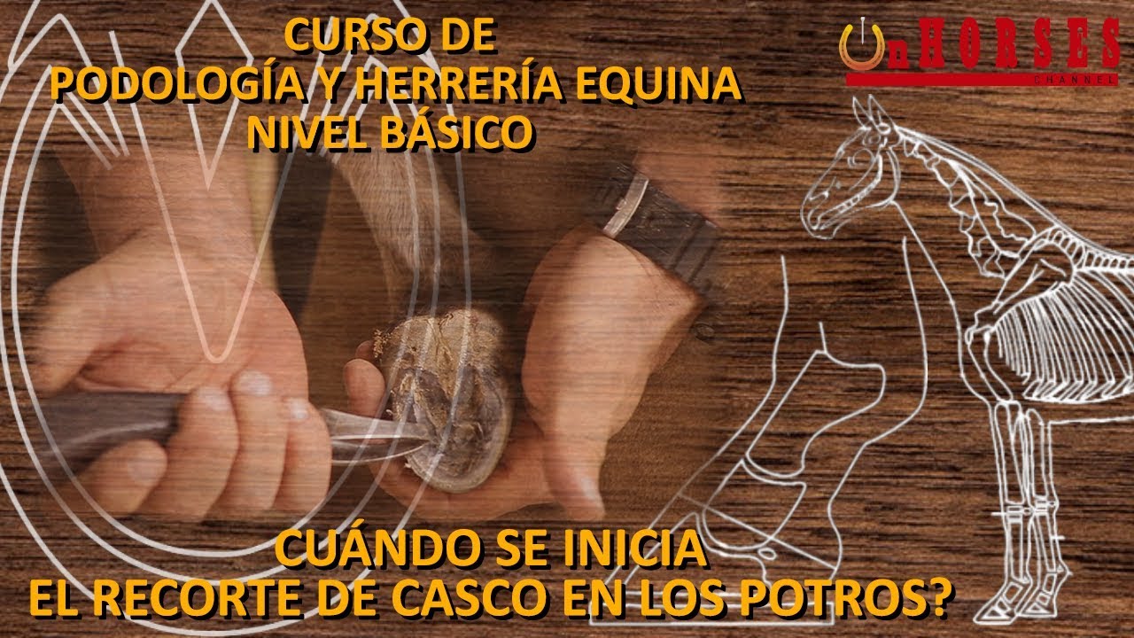 CUÁNDO SE INICIA EL RECORTE DE CASCO EN LOS POTROS? Curso de Podología y Herrería Equina
