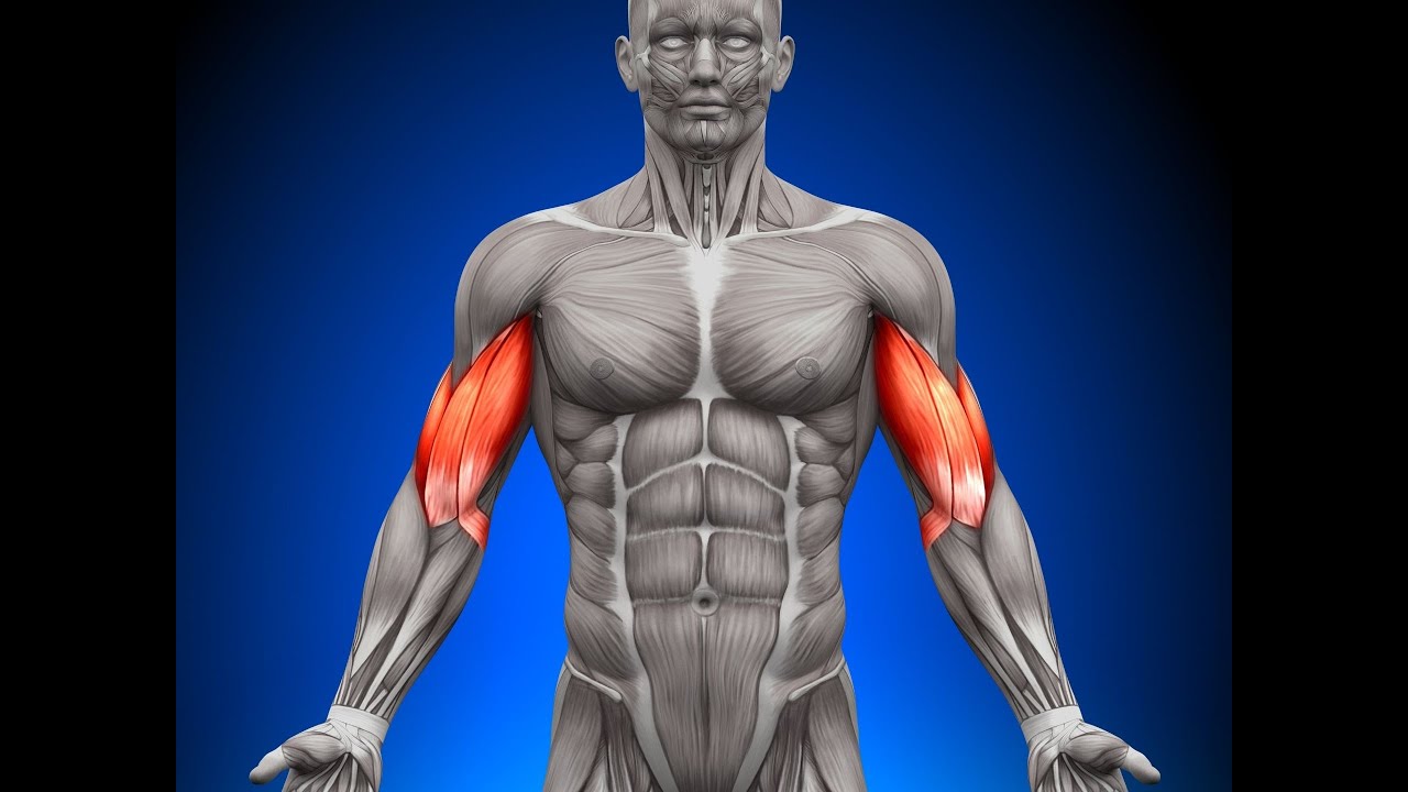 Allenare e Rinforzare al meglio Muscoli e Legamenti  - Tutte le fasi Muscolari