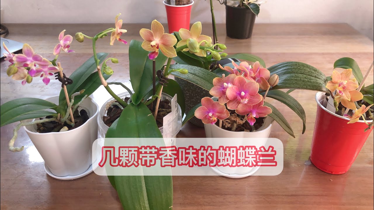 介绍几颗带香味的蝴蝶兰 Several fragrant phalaenopsis orchids